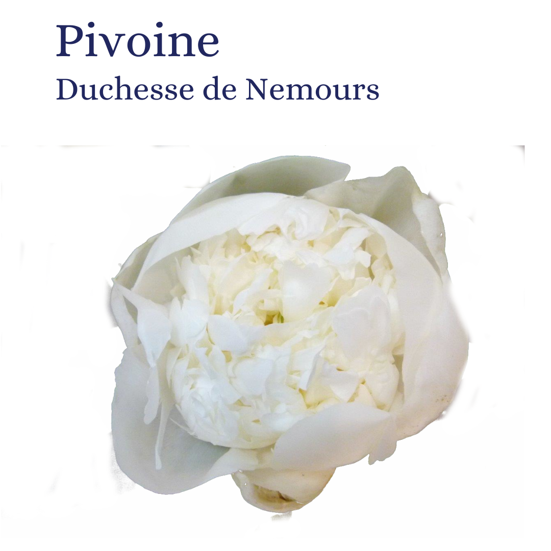 PIVOINE DUCHESSE BLANCHE $$$